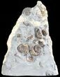 Ammonite Fossil Slab - Marston Magna Marble #63488-1